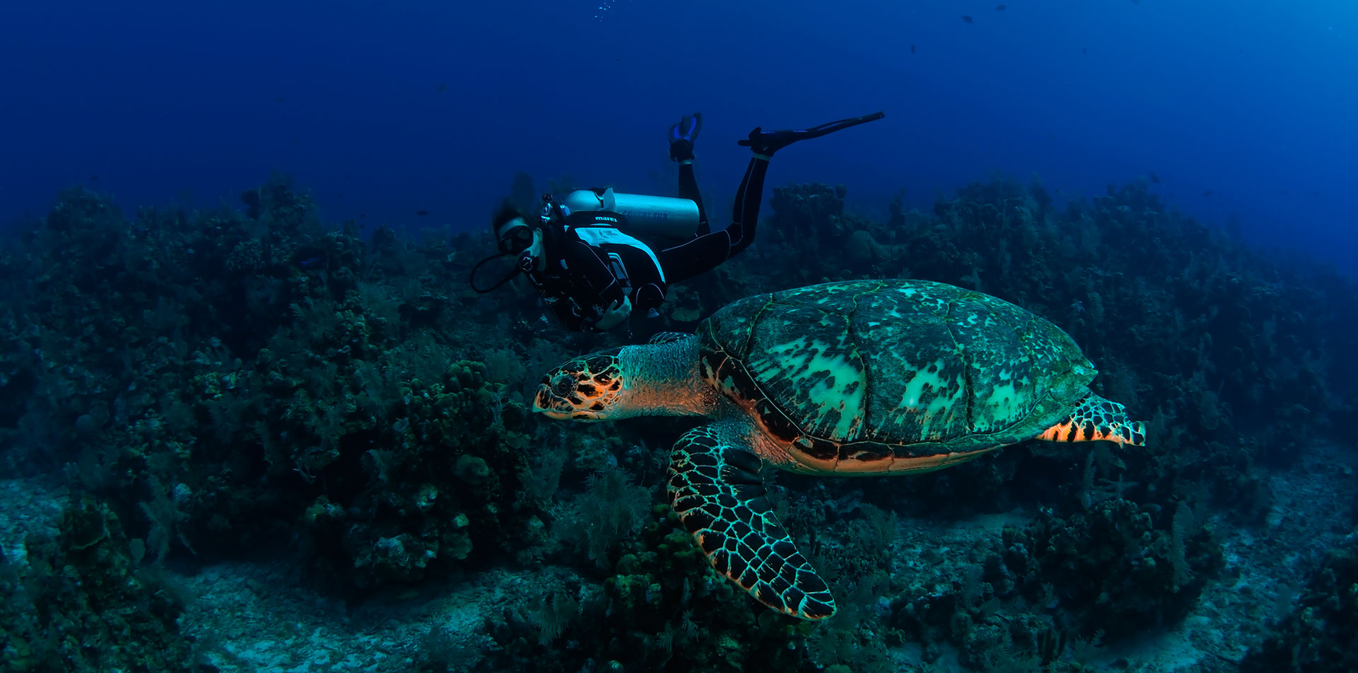 Tortuga-1-moana-divers-roatan-3 Tortuga-1-moana-divers-roatan-3