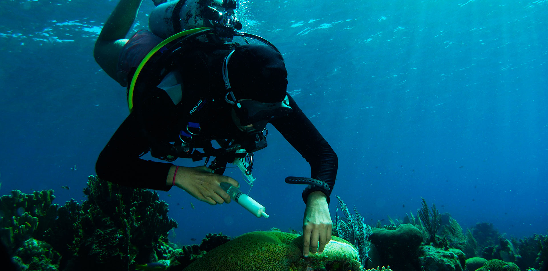conservacion-moana-divers-roatan-6 conservacion-moana-divers-roatan-6